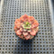 Echeveria sp. 2" Succulent Plant