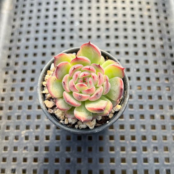 Echeveria 'Marcel' 1"-2" Succulent Plant