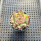 Echeveria 'Marcel' 1"-2" Succulent Plant