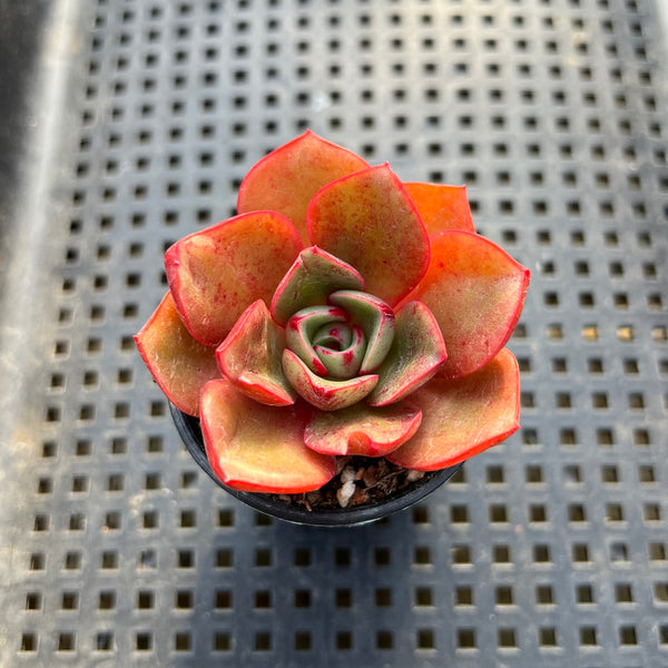 Echeveria sp. 2" Succulent Plant