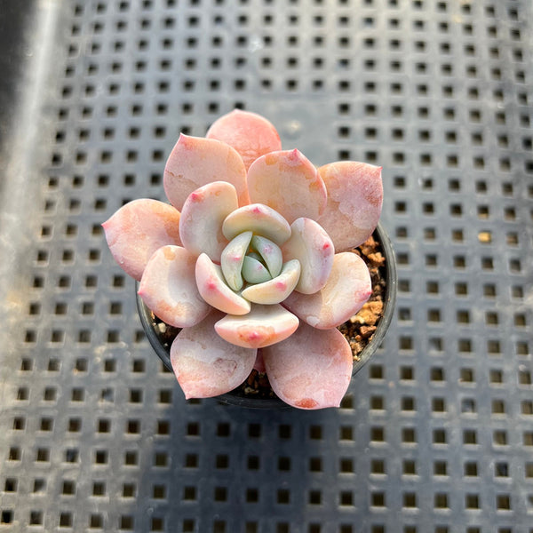 Echeveria 'Icy Purple' 1"-2" Succulent Plant