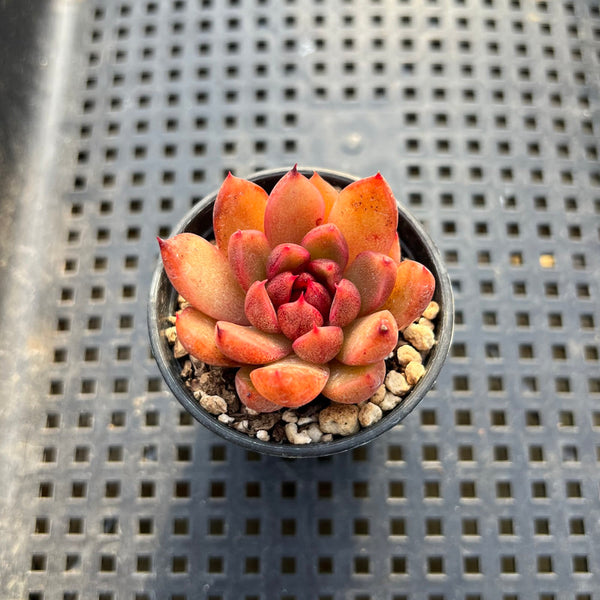 Echeveria sp. 1"-2" Succulent Plant