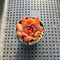 Echeveria sp. 1"-2" Succulent Plant