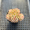 Echeveria 'Mebina' Variegated Cluster 2" Succulent Plant Cutting