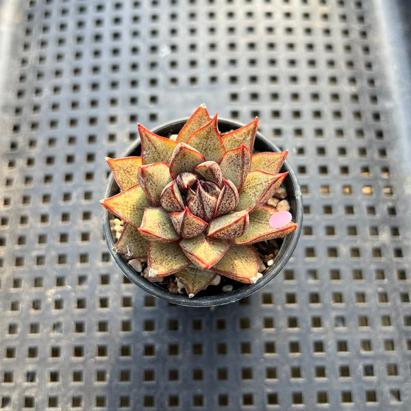 Echeveria Purposorum 1"-2" Seed Grown Succulent Plant