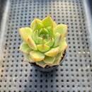 Echeveria sp. 2" Succulent Plant