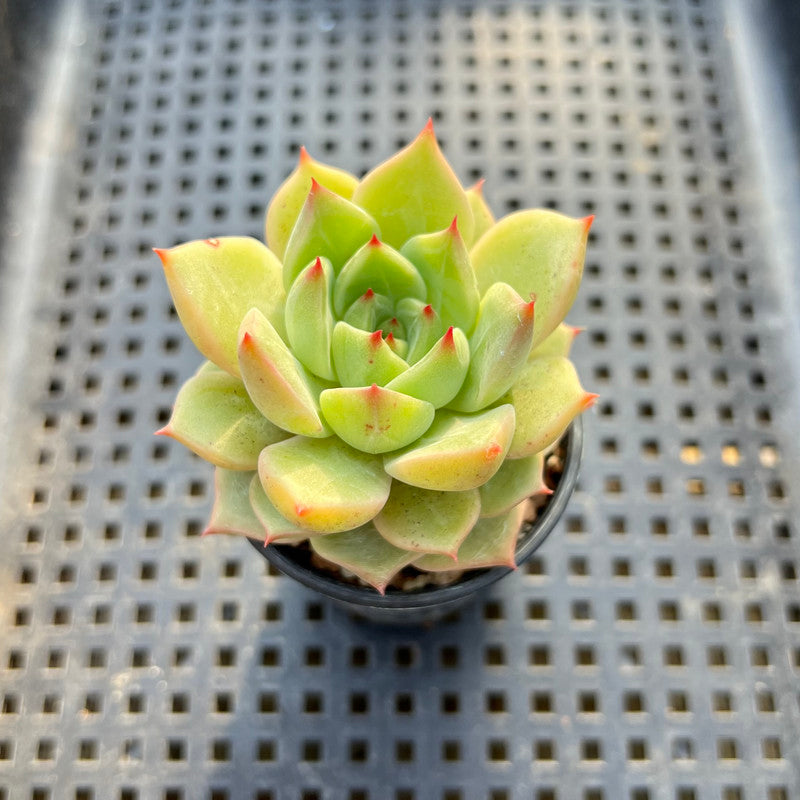 Echeveria sp. 2" Succulent Plant