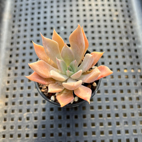 Echeveria 'Pink Lutea' 2" Succulent Plant