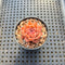 Echeveria sp. 1"-2" Succulent Plant