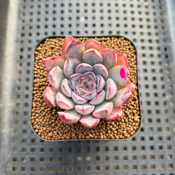 Echeveria 'Dark Ice' 2" Succulent Plant Cutting