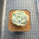 Graptoveria 'Lovely Rose' Carunculated 2" Succulent Plant Cutting