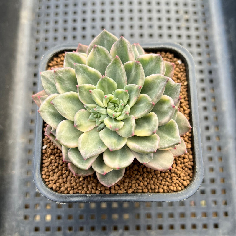 Echeveria 'Green Emerald' Variegated 3" Succulent Plant Cutting