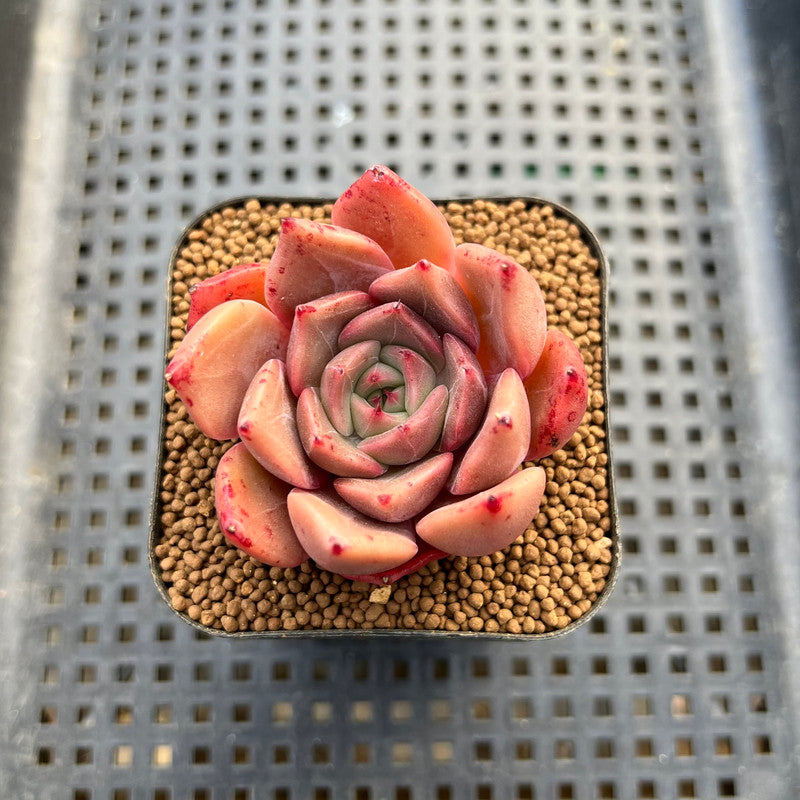 Echeveria 'Pink Laurent' 2" Succulent Plant Cutting