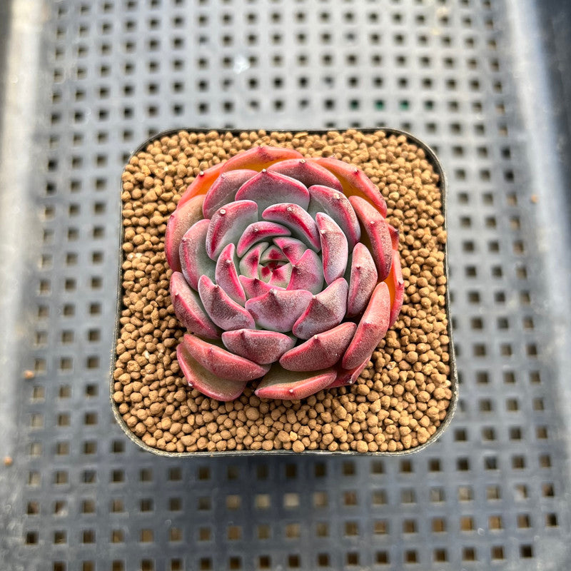 Echeveria 'Black Eyes' 2" Succulent Plant Cutting