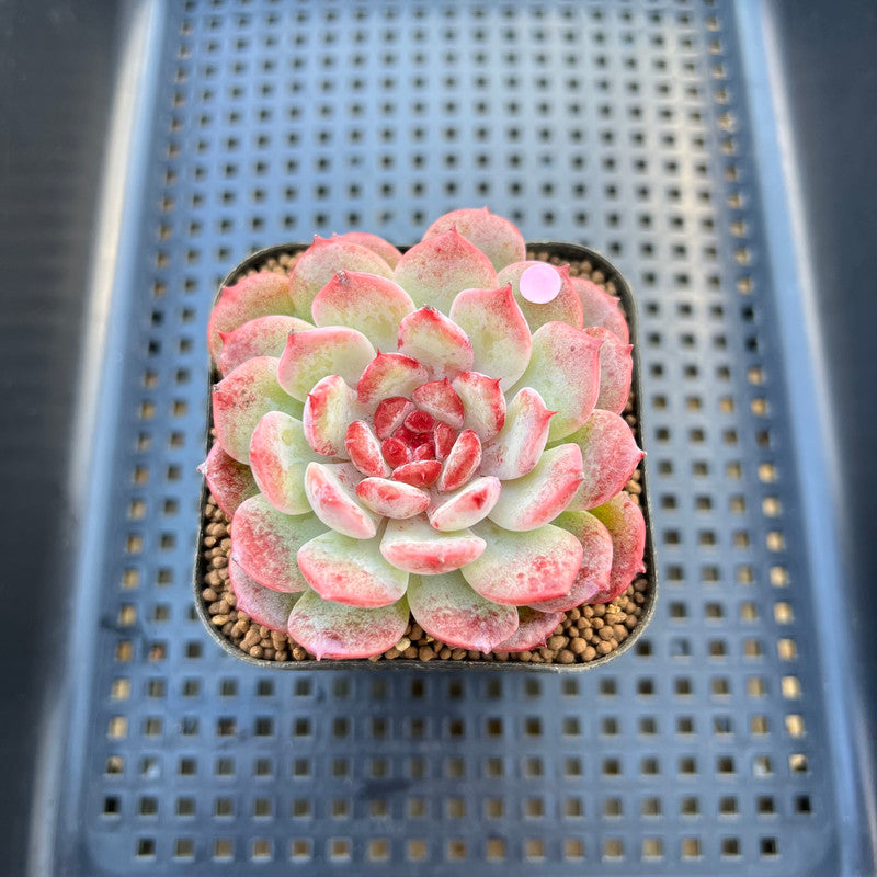 Echeveria 'Cherry Blossom' 2"-3" Succulent Plant Cutting