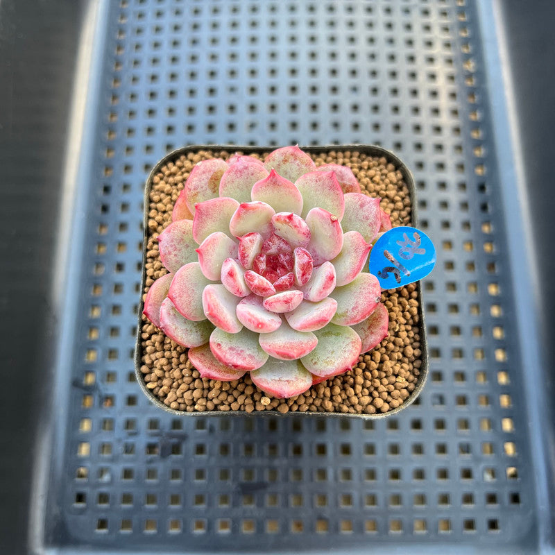 Echeveria 'Cherry Blossom' 2"-3" Succulent Plant Cutting