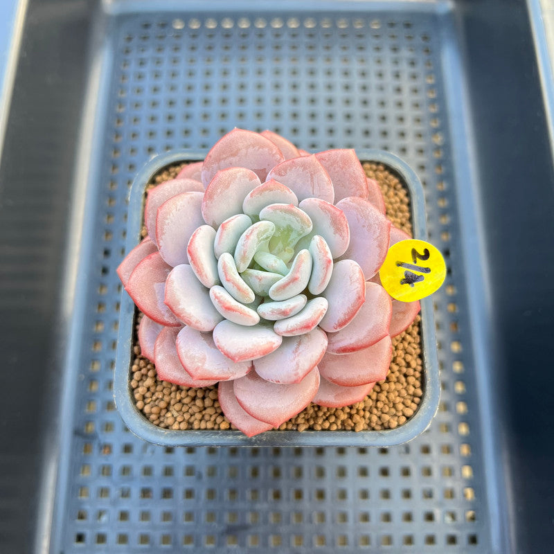 Echeveria 'Ice Cream' 2"-3" Succulent Plant Cutting