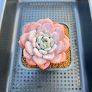 Echeveria 'Ice Cream' 2"-3" Succulent Plant Cutting