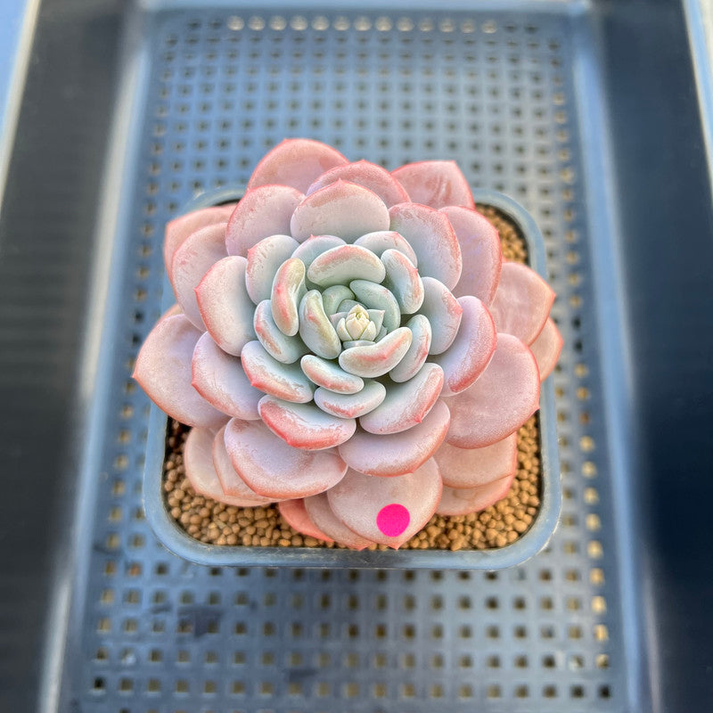 Echeveria 'Ice Cream' 2"-3" Succulent Plant Cutting