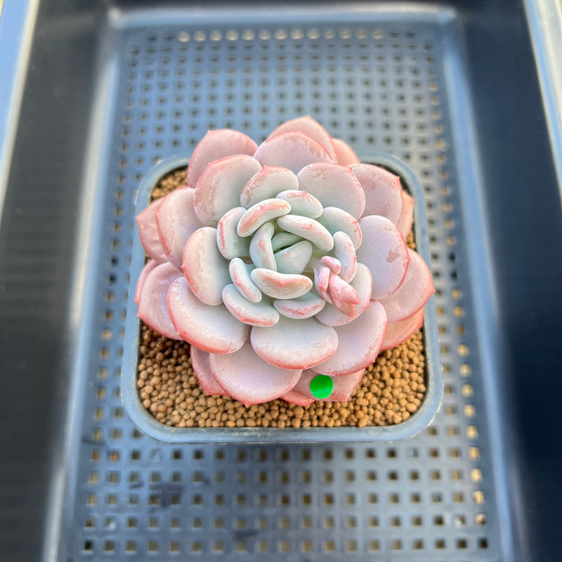 Echeveria 'Ice Cream' 2"-3" Succulent Plant Cutting