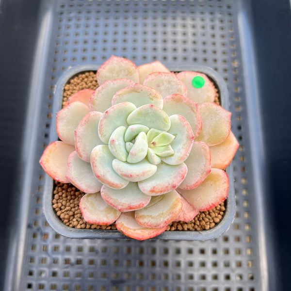 Echeveria 'Shamong' 2"-3" Succulent Plant Cutting