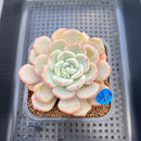 Echeveria 'Shamong' 2"-3" Succulent Plant Cutting