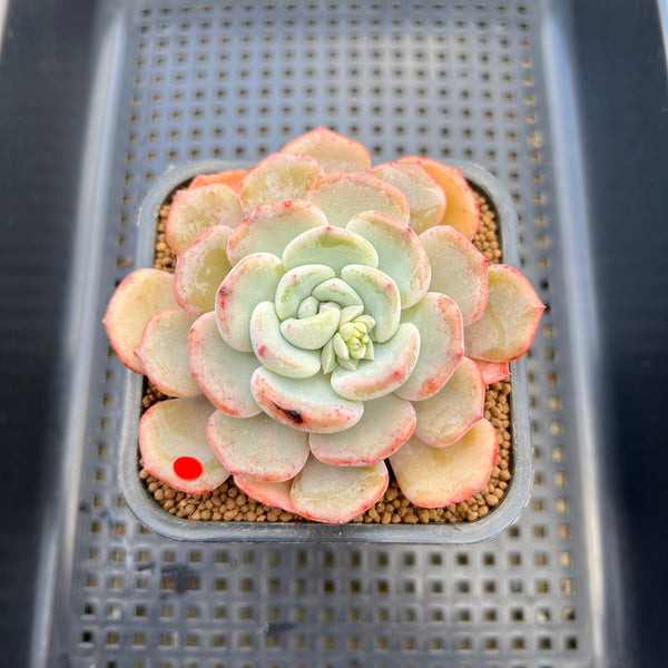 Echeveria 'Shamong' 2"-3" Succulent Plant Cutting