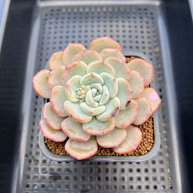 Echeveria 'Shamong' 2"-3" Succulent Plant Cutting