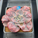 Echeveria 'Heart Throb' Highly Carunculated 2"-3" Succulent Plant Cutting