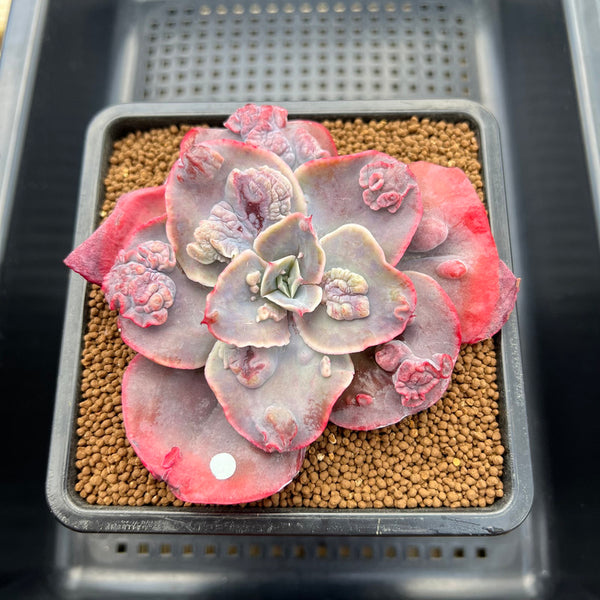 Echeveria 'Heart Throb' Highly Carunculated 2"-3" Succulent Plant Cutting