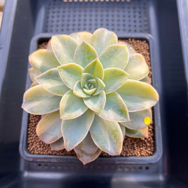 Echeveria 'Harry Watson' Variegated 3" Succulent Plant Cutting