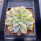 Echeveria 'Harry Watson' Variegated 3" Succulent Plant Cutting