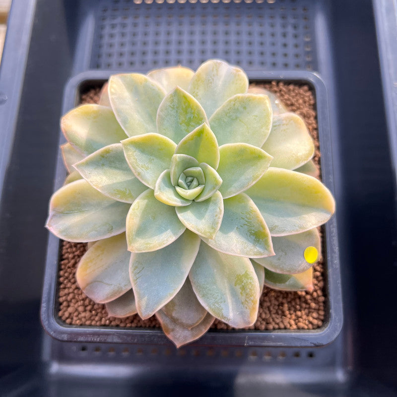 Echeveria 'Harry Watson' Variegated 3" Succulent Plant Cutting