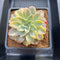 Echeveria 'Harry Watson' Variegated 3" Succulent Plant Cutting