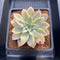 Echeveria 'Harry Watson' Variegated 3" Succulent Plant Cutting