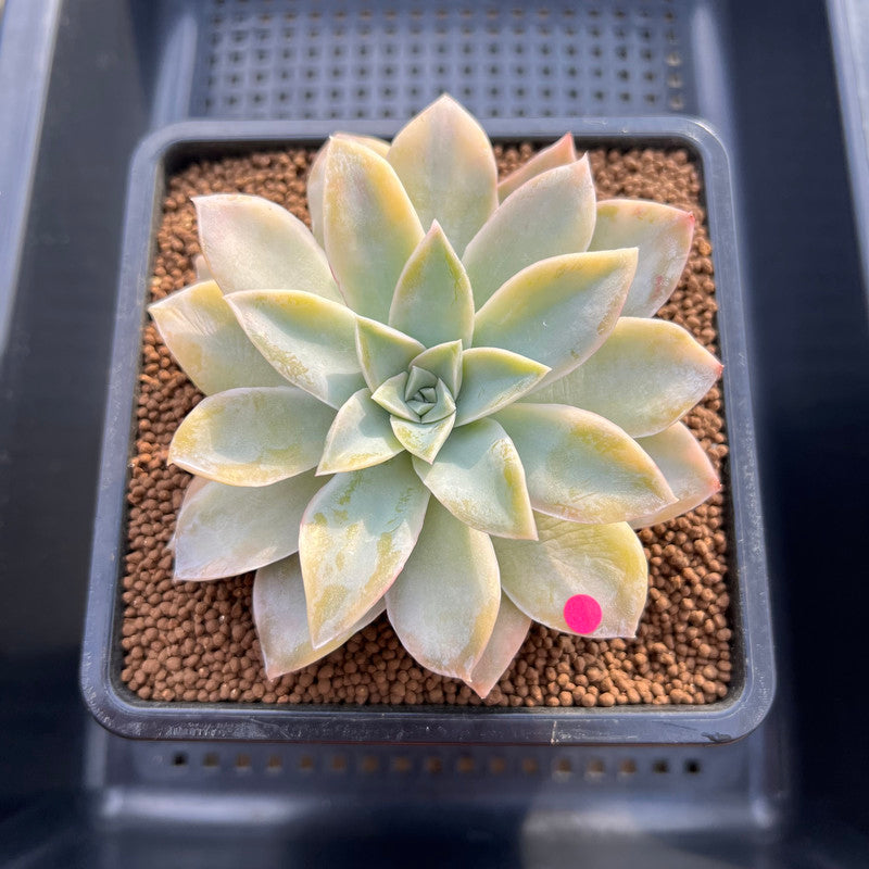 Echeveria 'Harry Watson' Variegated 3" Succulent Plant Cutting