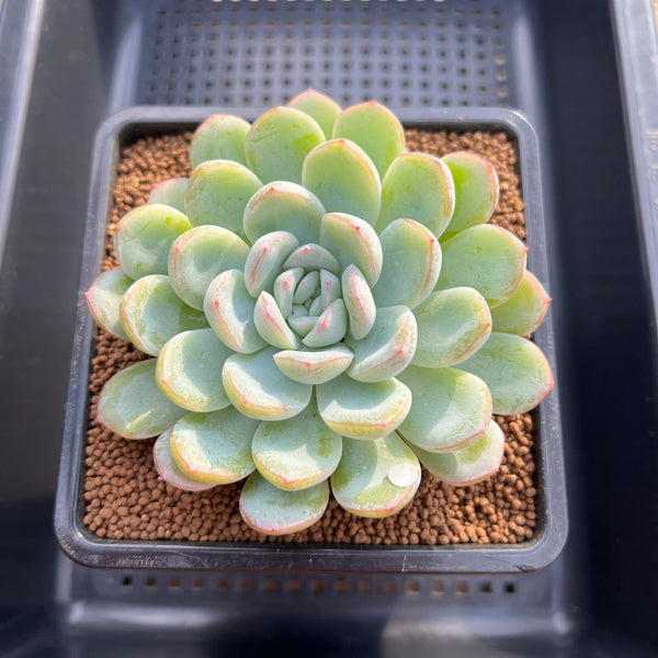 Echeveria 'Narcissism' 3"-4" Succulent Plant Cutting