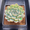 Echeveria 'Narcissism' 3"-4" Succulent Plant Cutting