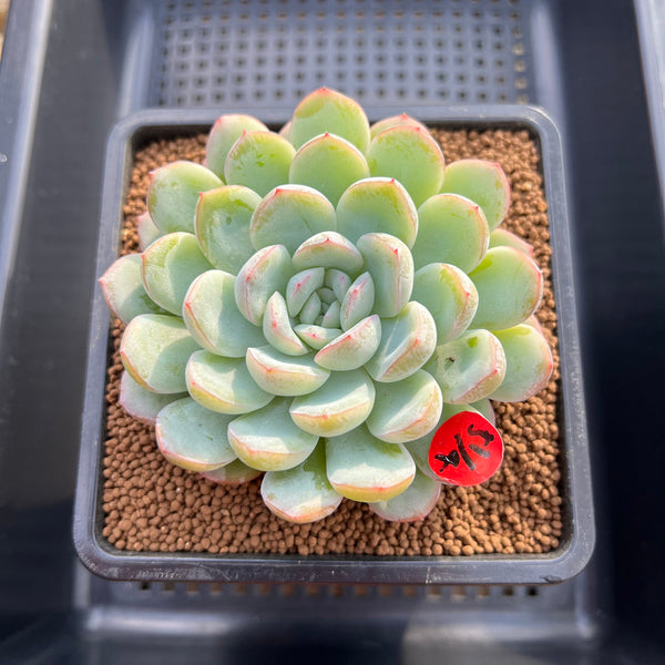 Echeveria 'Narcissism' 3"-4" Succulent Plant Cutting