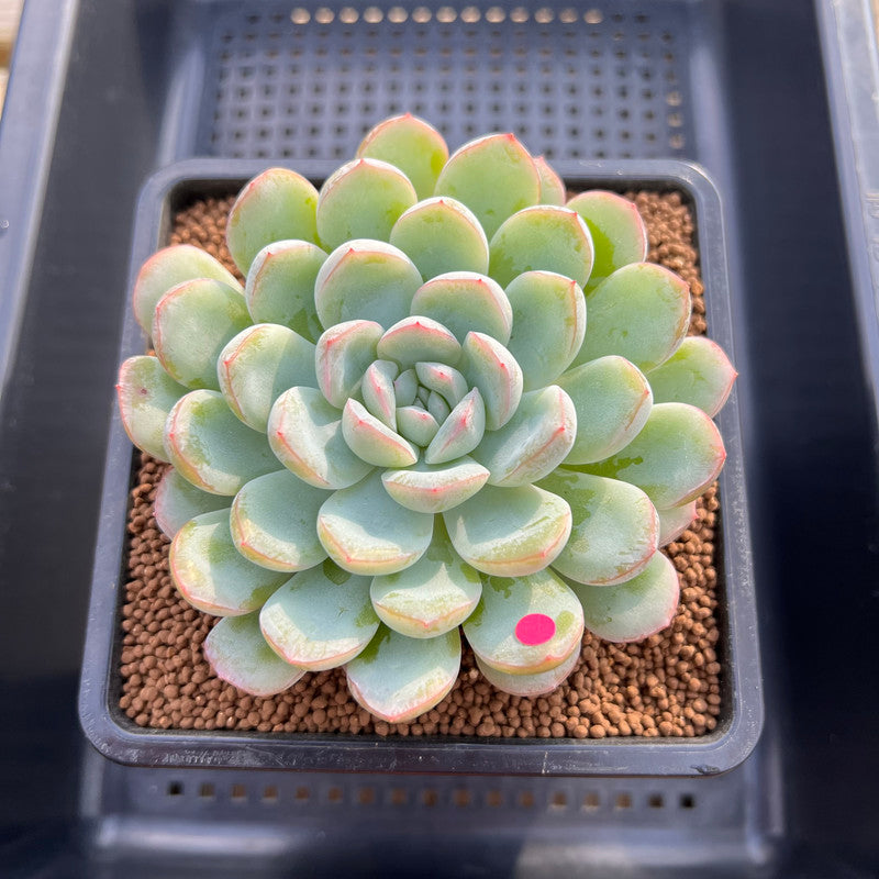 Echeveria 'Narcissism' 3"-4" Succulent Plant Cutting