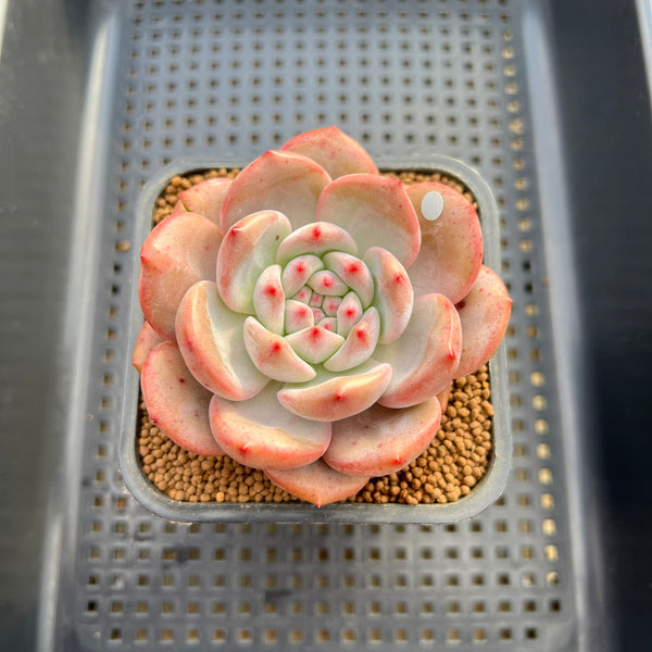 Echeveria 'Ariel' 2"-3" Succulent Plant Cutting