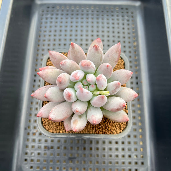 Pachyphytum 'Love Beauty' 2" Succulent Plant Cutting