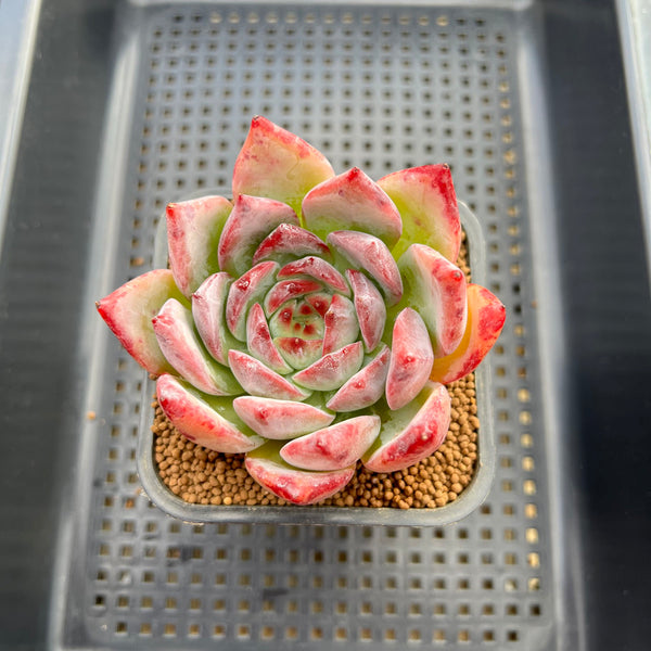 Echeveria 'Ratam' 2" Succulent Plant Cutting