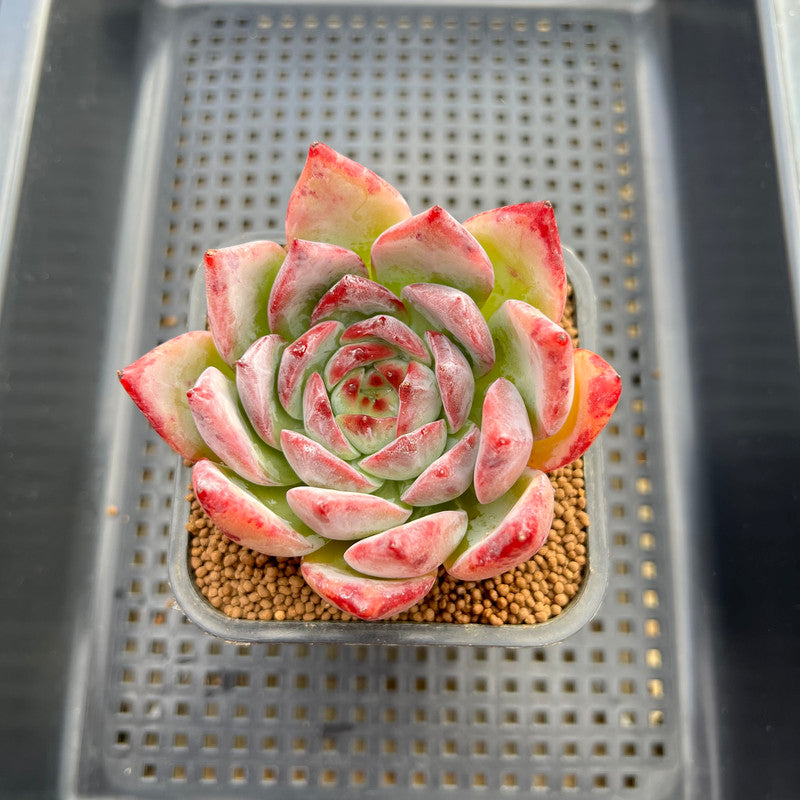 Echeveria 'Ratam' 2" Succulent Plant Cutting