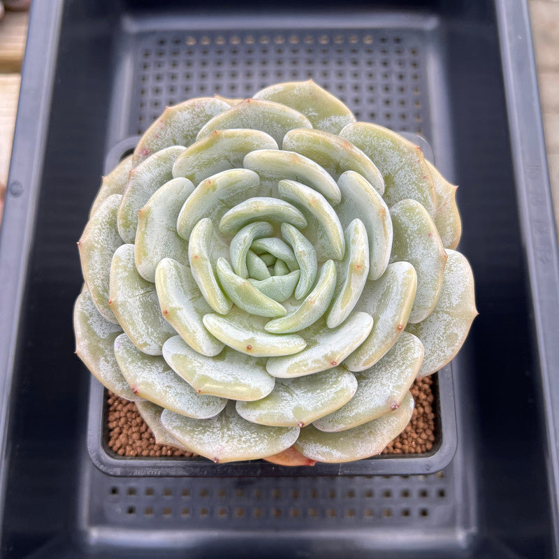 Echeveria 'Snow Shower' 5"-6" Large Succulent Plant Cutting