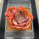 Echeveria 'Purple Tint' 3" Succulent Plant Cutting