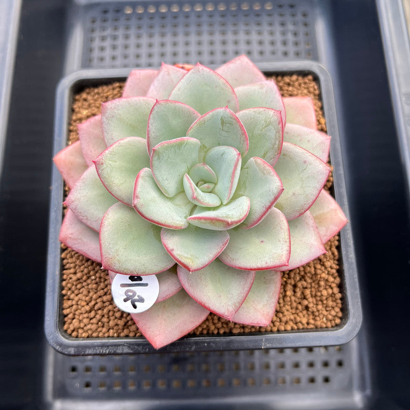 Echeveria 'Blue Velvet' 5" New Hybrid Succulent Plant Cutting