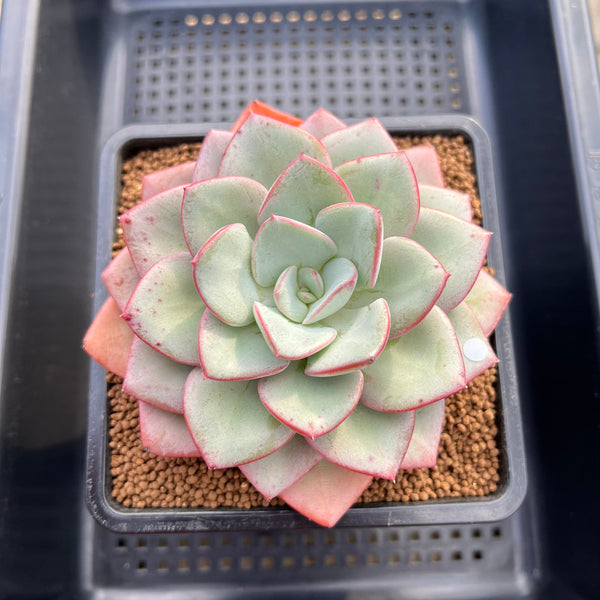 Echeveria 'Blue Velvet' 5" New Hybrid Succulent Plant Cutting