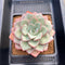 Echeveria 'Blue Velvet' 5" New Hybrid Succulent Plant Cutting