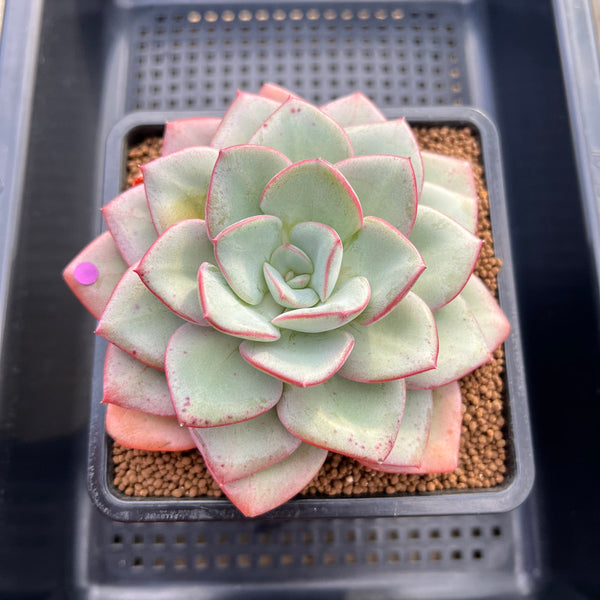 Echeveria 'Blue Velvet' 5" New Hybrid Succulent Plant Cutting